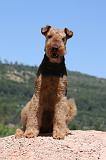 AIREDALE TERRIER 288